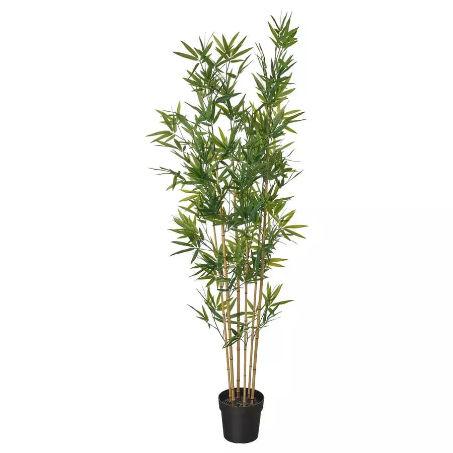 location bambou ozlaloc.png